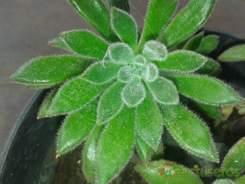 A photo of Echeveria X Set oliver (E. setosa x E. harmsii) (Hibrido)