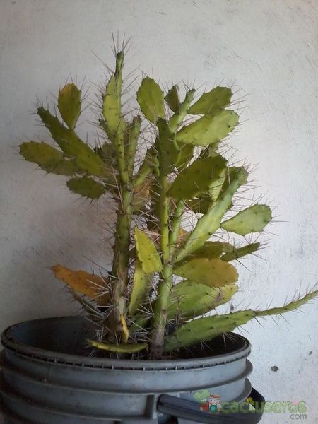 A photo of Brasiliopuntia brasiliensis