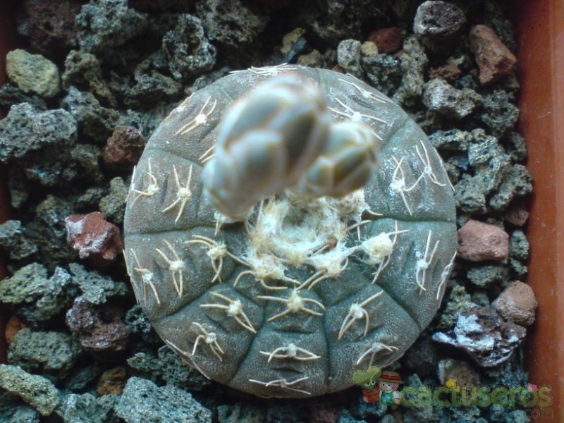 A photo of Gymnocalycium ragonesei