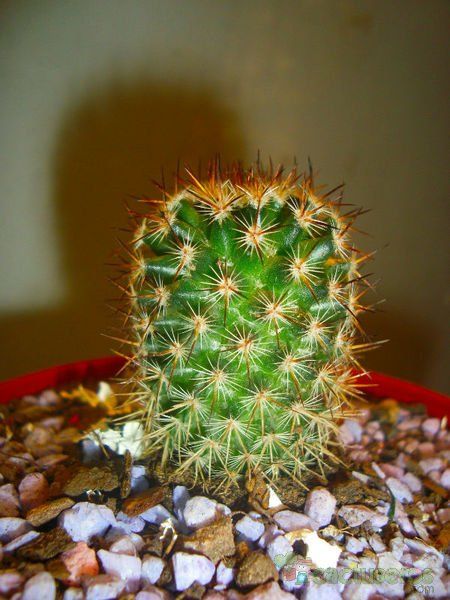 Una foto de Mammillaria columbiana ssp. yucatanensis