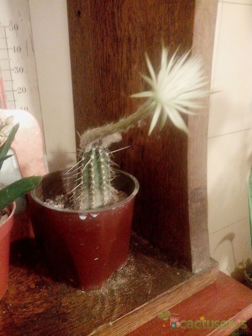 Una foto de Echinopsis mirabilis