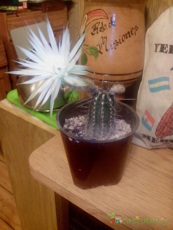 Una foto de Echinopsis mirabilis