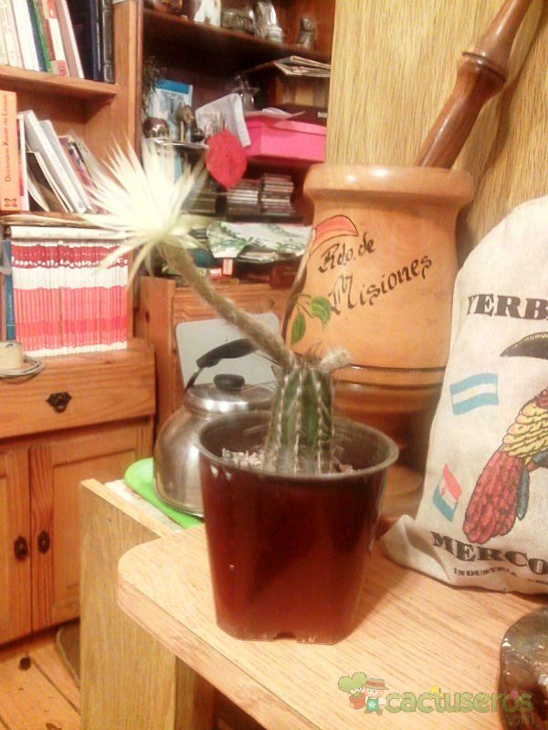 Una foto de Echinopsis mirabilis