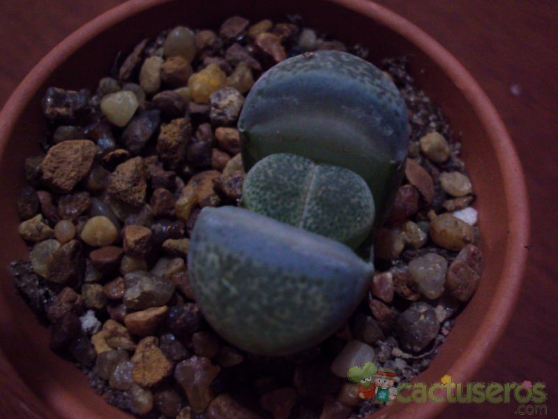 A photo of Lithops terricolor