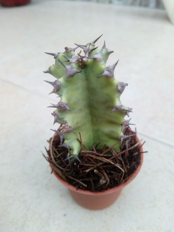 Una foto de Euphorbia ammak fma. variegada