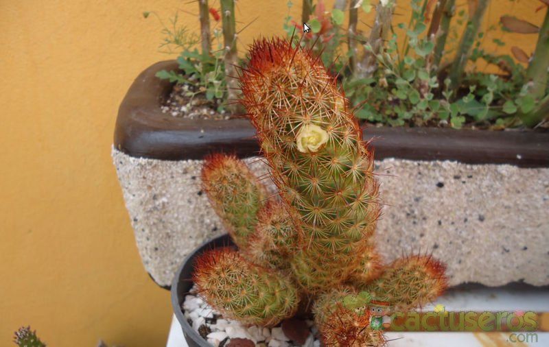 Una foto de Mammillaria elongata