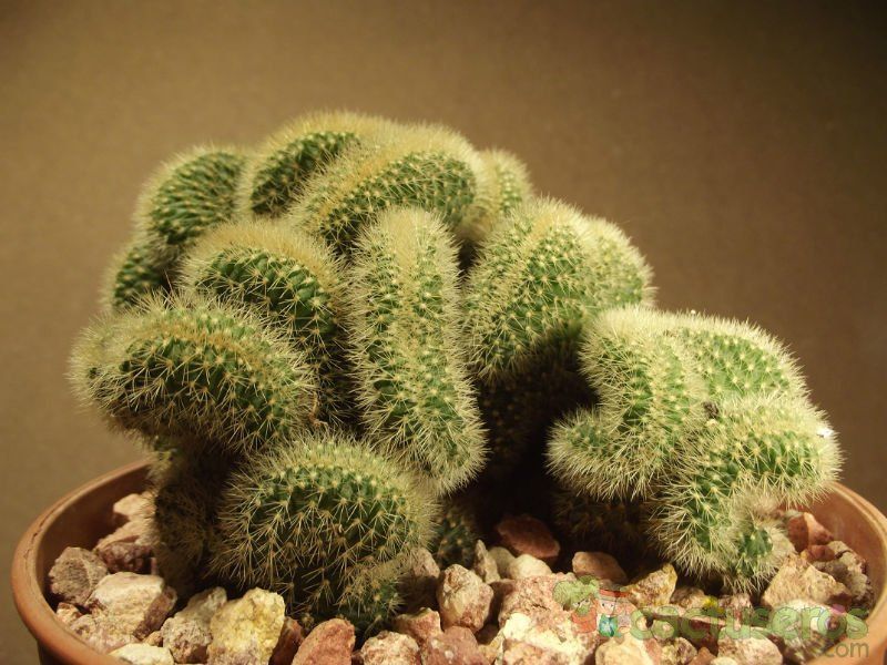 Una foto de Cleistocactus winteri f. crestada