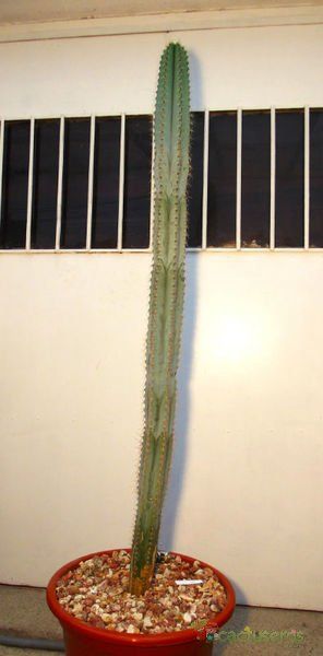 A photo of Pilosocereus pachycladus