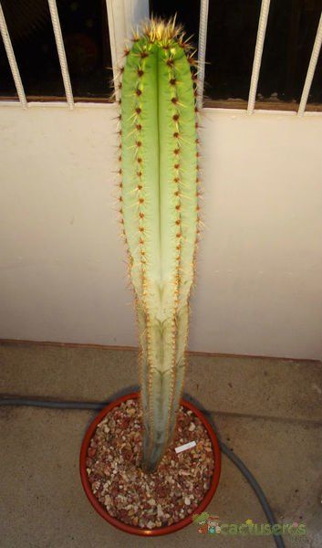 A photo of Pilosocereus pachycladus