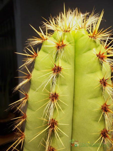 A photo of Pilosocereus pachycladus