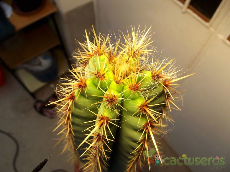 A photo of Pilosocereus pachycladus