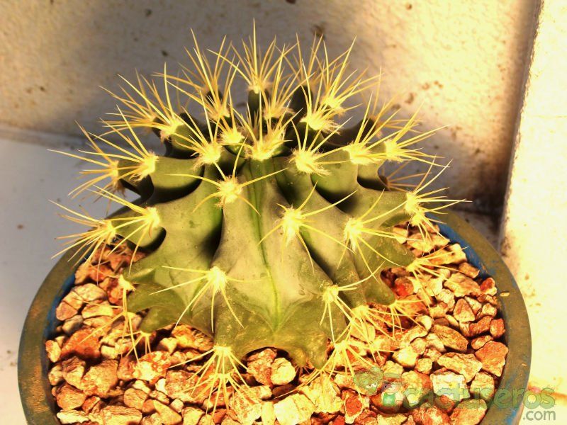 Una foto de Ferocactus glaucescens