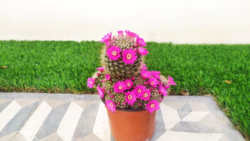 Una foto de Mammillaria zeilmanniana