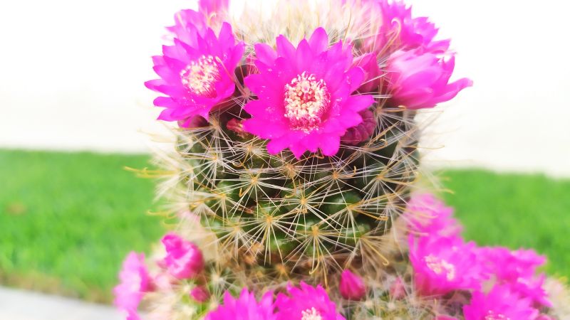 Una foto de Mammillaria zeilmanniana