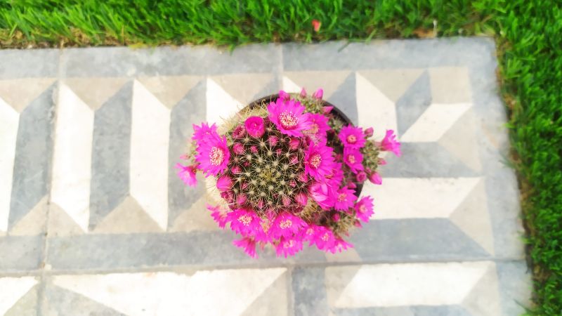 Una foto de Mammillaria zeilmanniana