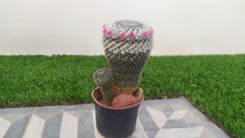 Una foto de Mammillaria hahniana ssp. woodsii