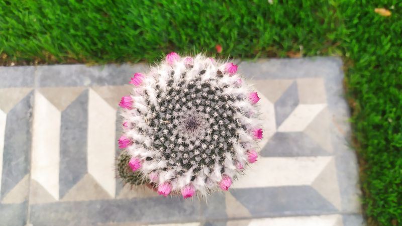 Una foto de Mammillaria hahniana ssp. woodsii