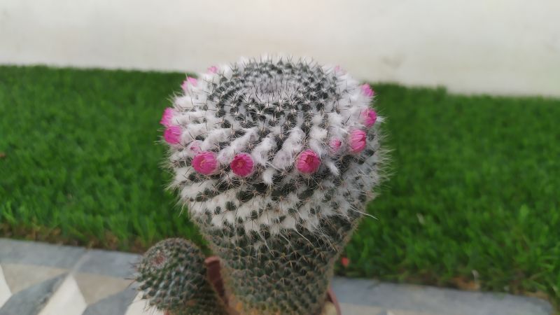 Una foto de Mammillaria hahniana ssp. woodsii