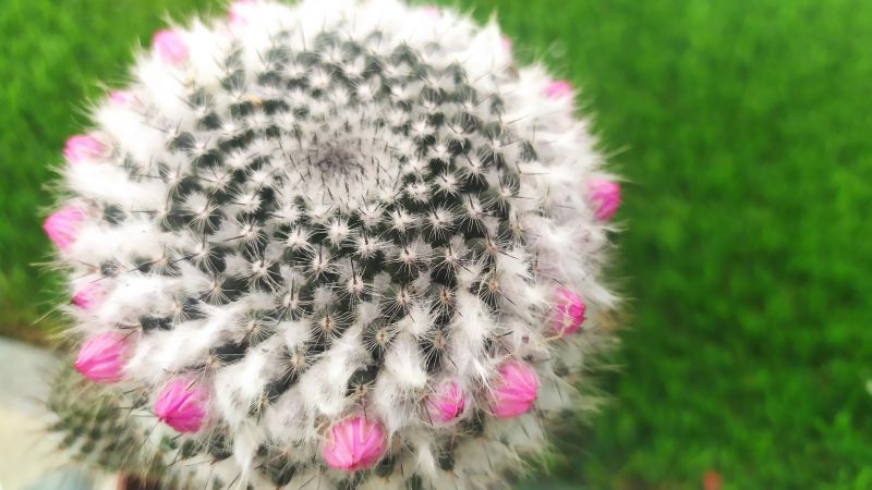 Una foto de Mammillaria hahniana ssp. woodsii