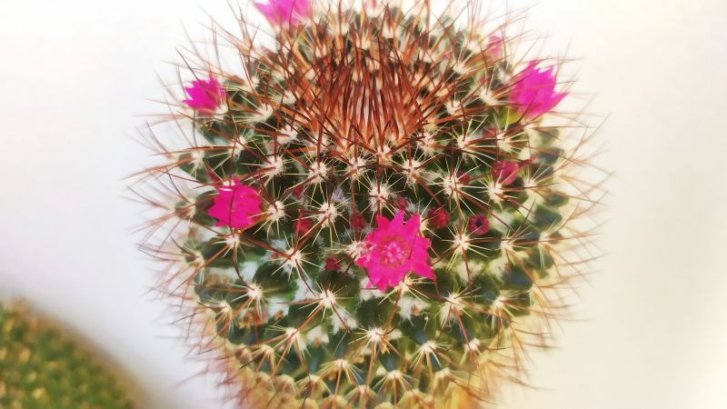 Una foto de Mammillaria rhodantha ssp. rhodantha