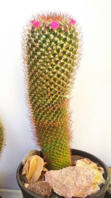 Una foto de Mammillaria rhodantha ssp. rhodantha