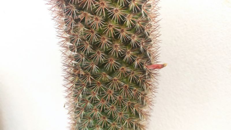 Una foto de Mammillaria rhodantha ssp. rhodantha