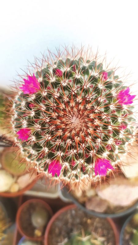 Una foto de Mammillaria rhodantha ssp. rhodantha