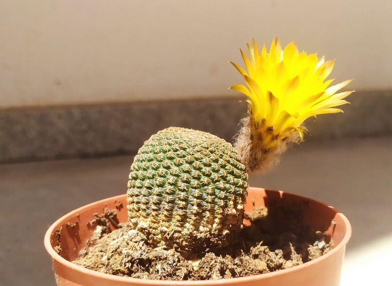 A photo of Echinopsis famatimensis