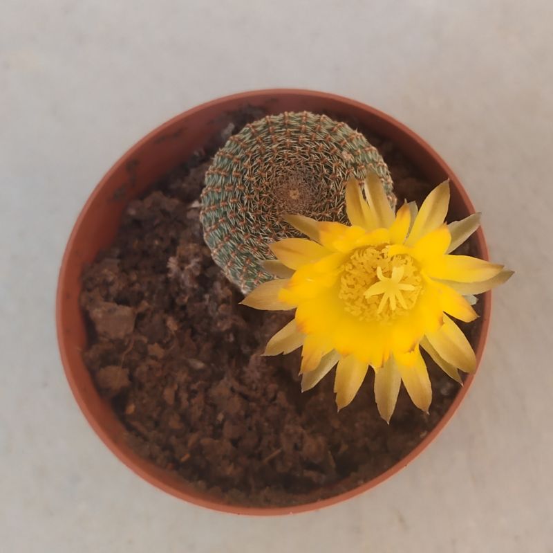 A photo of Echinopsis famatimensis