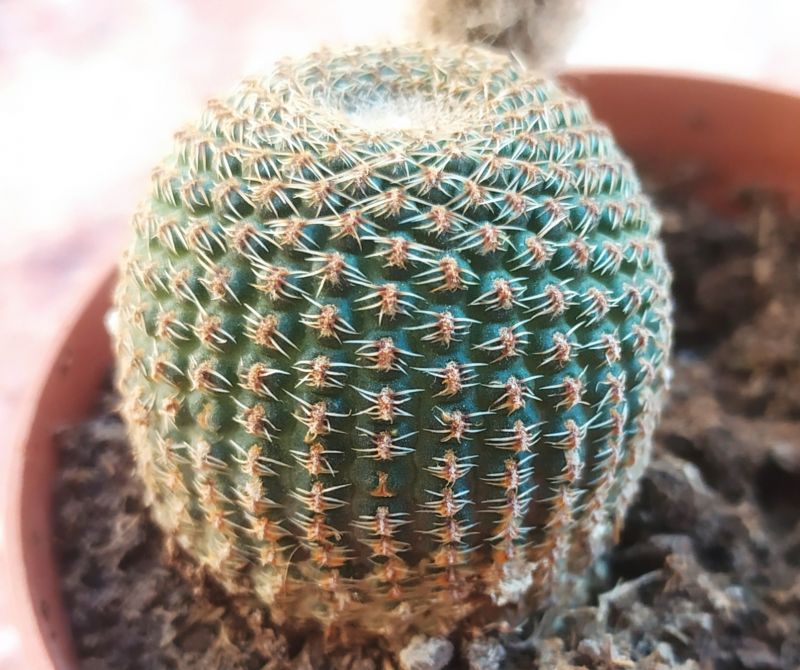 A photo of Echinopsis famatimensis