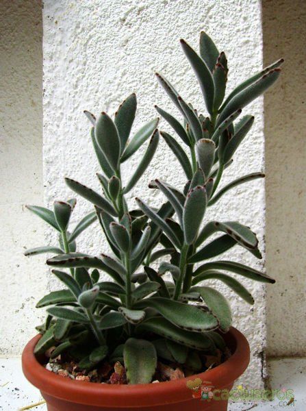 Una foto de Kalanchoe tomentosa