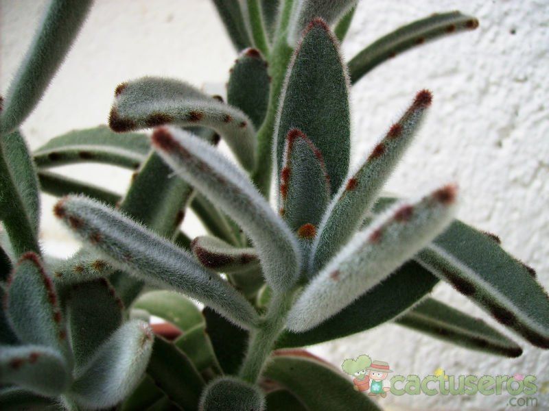 Una foto de Kalanchoe tomentosa