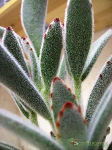 Una foto de Kalanchoe tomentosa