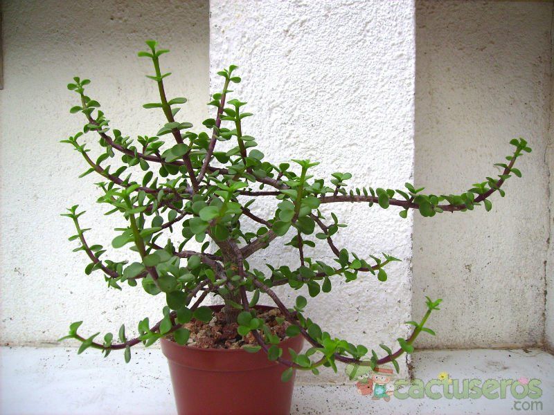 A photo of Portulacaria afra