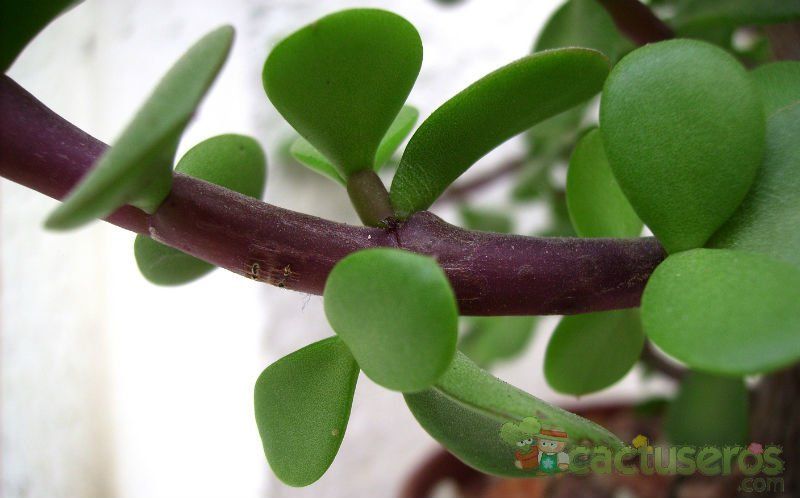 A photo of Portulacaria afra