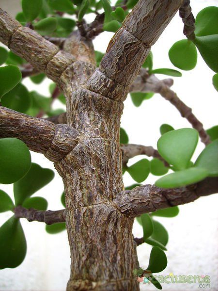 A photo of Portulacaria afra
