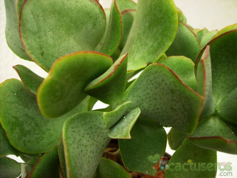 A photo of Crassula arborescens fma. undulatifolia