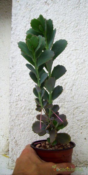 Una foto de Kalanchoe fedtschenkoi