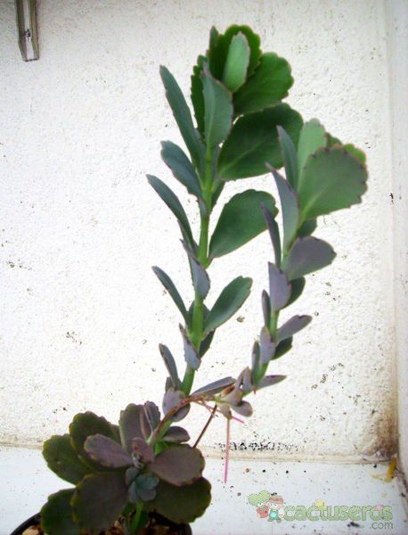 Una foto de Kalanchoe fedtschenkoi