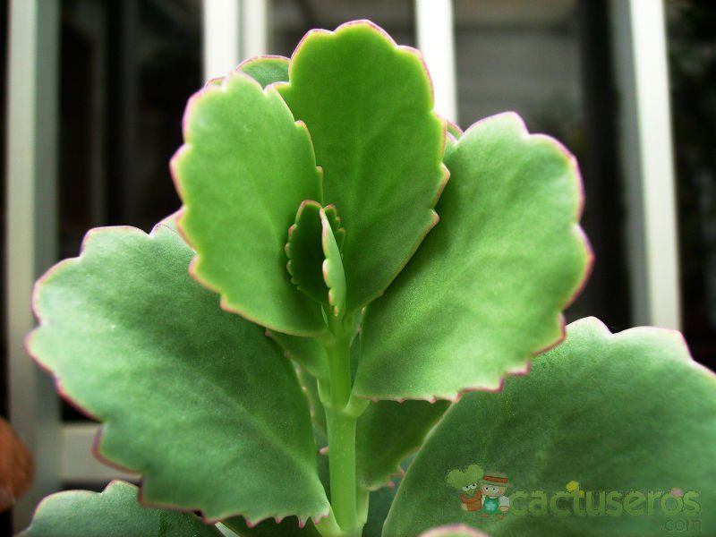 Una foto de Kalanchoe fedtschenkoi