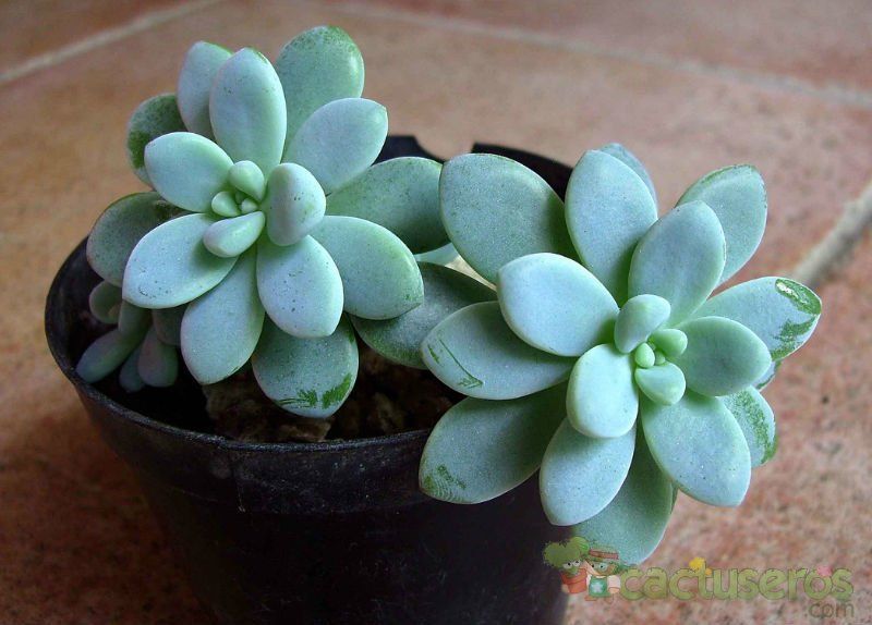 A photo of Sedum clavatum
