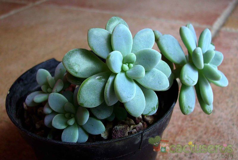 A photo of Sedum clavatum