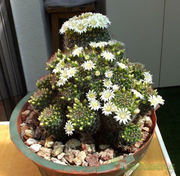 A photo of Mammillaria zeilmanniana