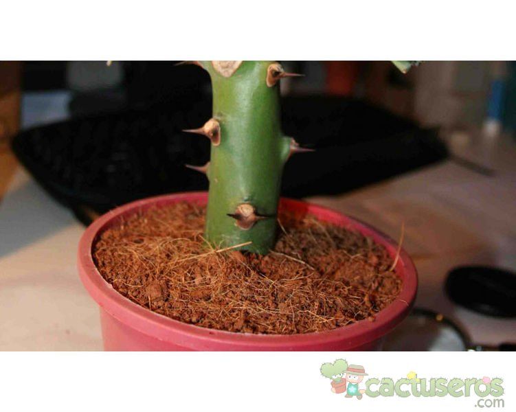 Una foto de Euphorbia caducifolia