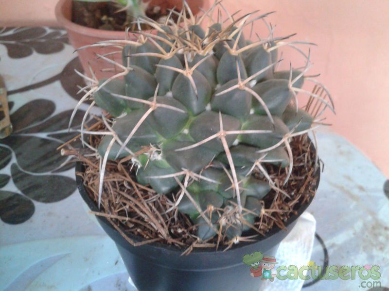 Una foto de Mammillaria compressa ssp. compressa