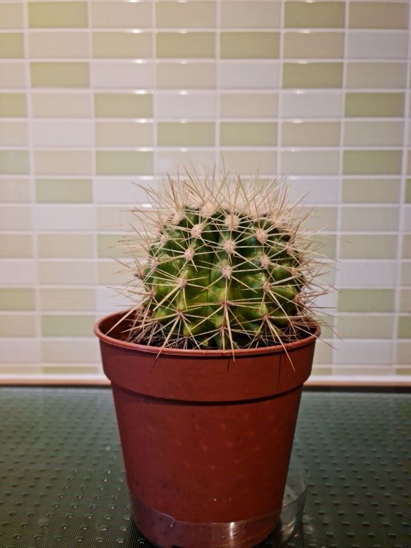 A photo of Echinocactus grusonii