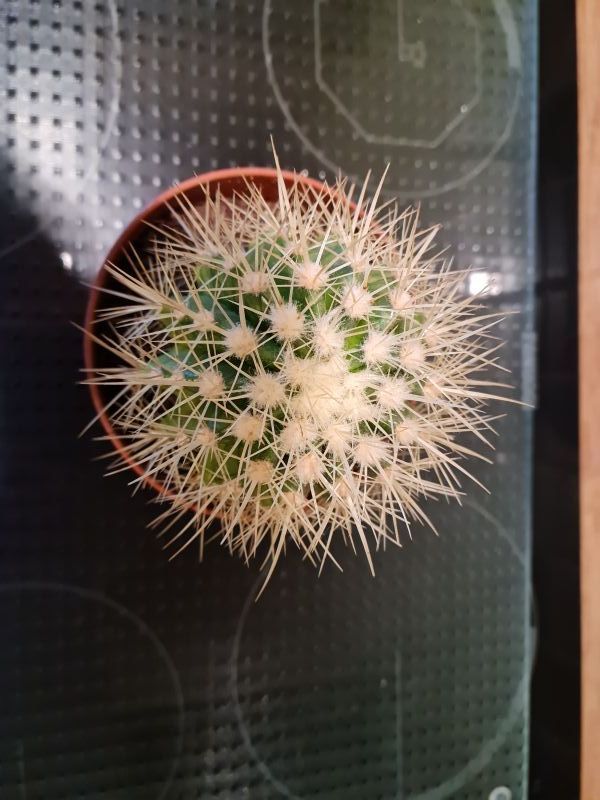 A photo of Echinocactus grusonii