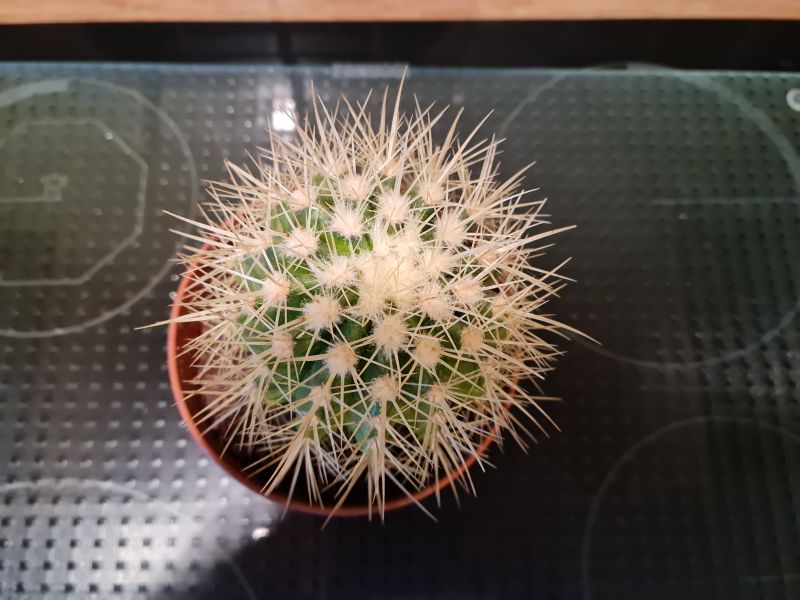 A photo of Echinocactus grusonii