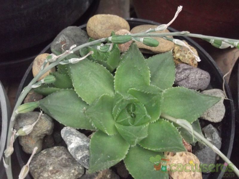 A photo of Haworthia mucronata var. habdomadis