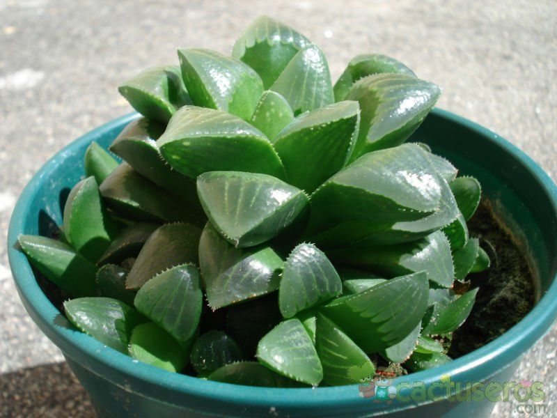 A photo of Haworthia mutica